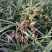 下坡兰花草开花浓香随州蕙兰春兰盆栽熟草绿植花卉盆景兰花苗