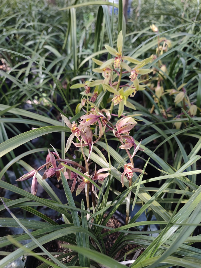 下坡兰花草开花浓香随州蕙兰春兰盆栽熟草绿植花卉盆景兰花苗