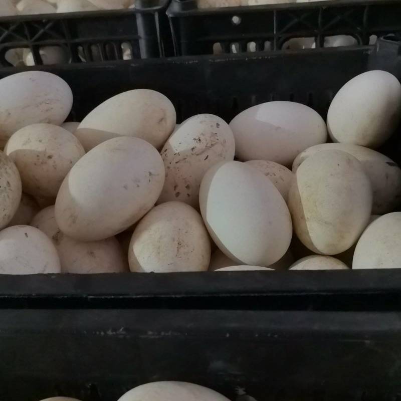 出售新鲜鹅蛋