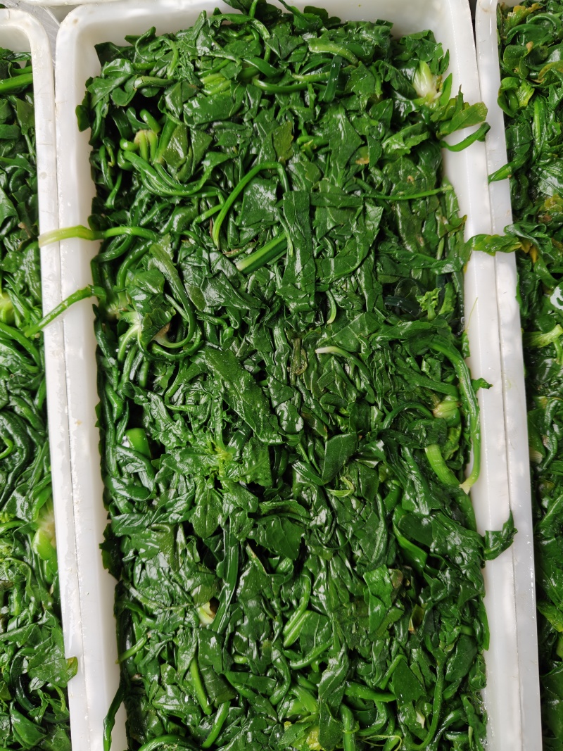 速冻荠菜新鲜荠菜