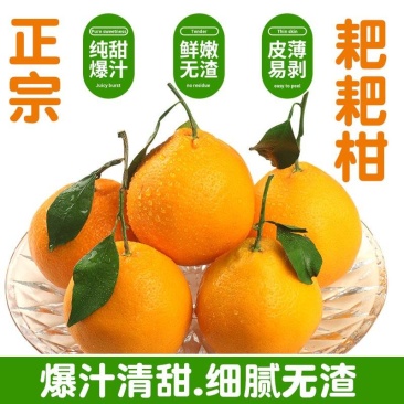 《一件代发》春见耙耙柑，对接各大电商平台现货日发3万单