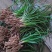 下坡兰花草开花浓香随州蕙兰春兰盆栽熟草绿植花卉盆景兰花苗