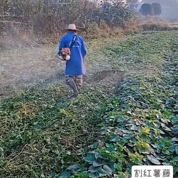 湖南湘阴正宗红薯粉条粉皮