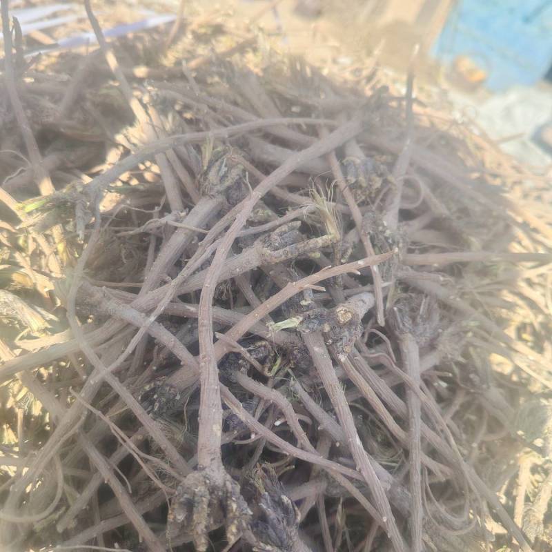 柴胡