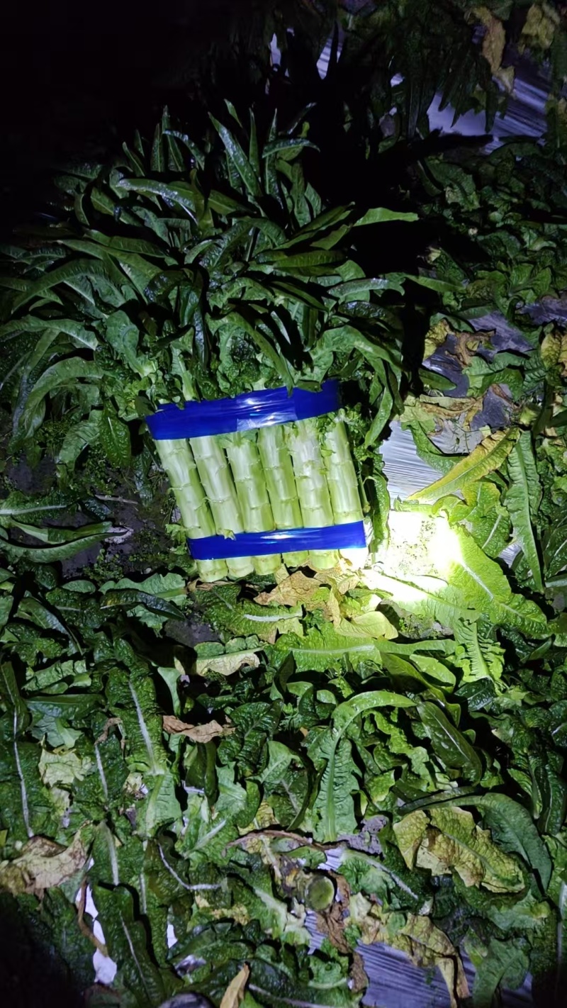 山东临沂红叶香莴笋/产区一手货源/大量有货