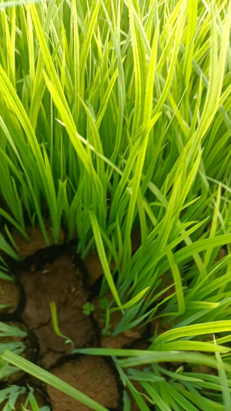 绿化苗木水生鸢尾(黄菖蒲)批发基地自产自销
