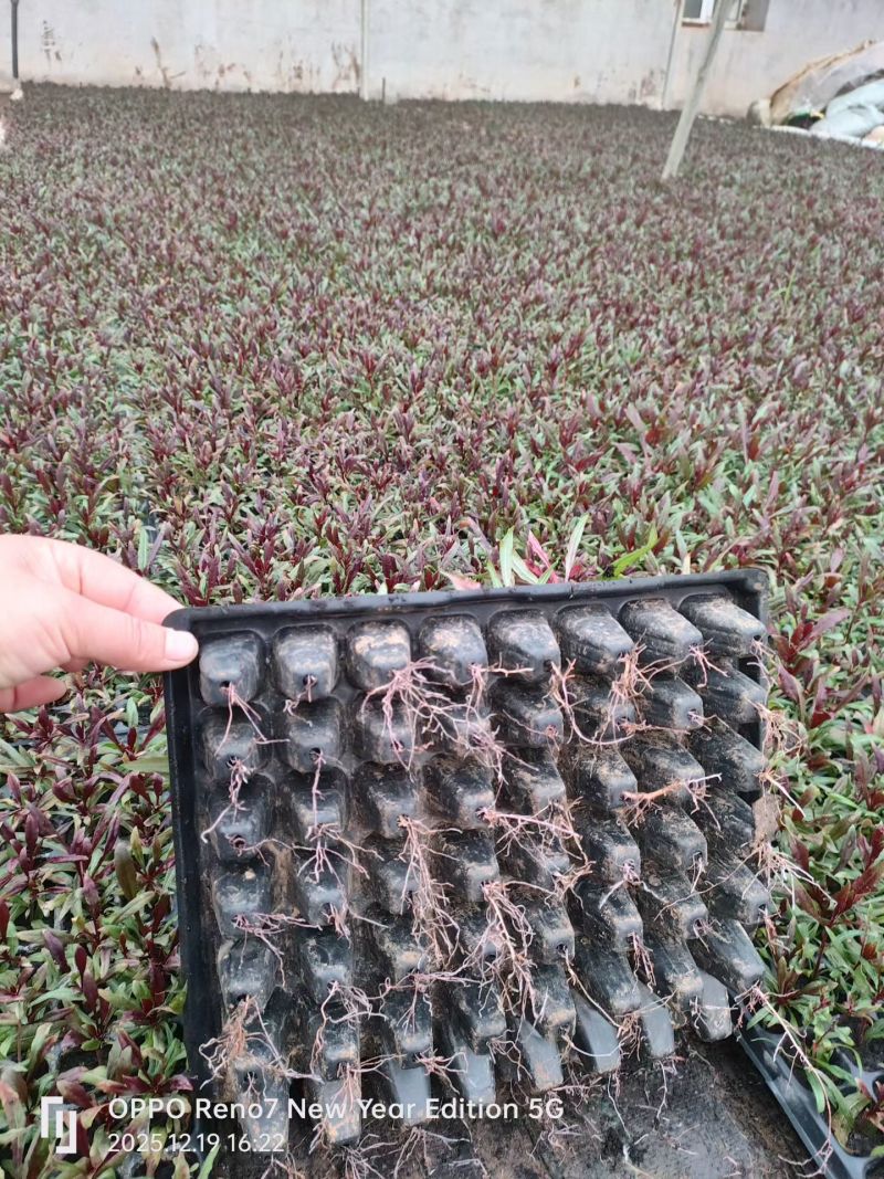 千鸟花穴盘苗