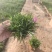 欧石竹