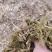 玉米秸秆青储圆包