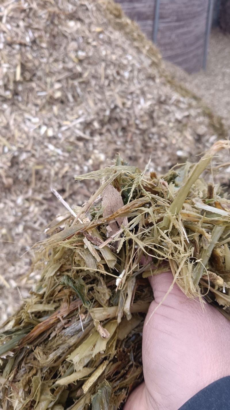玉米秸秆青储圆包