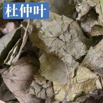 杜仲叶中药材冷背中药材杜仲树叶杜仲***无硫