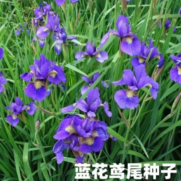 鸢尾花种蓝花鸢尾种子黄花鸢尾种籽兰花种孑蓝蝴蝶水生绿化扁