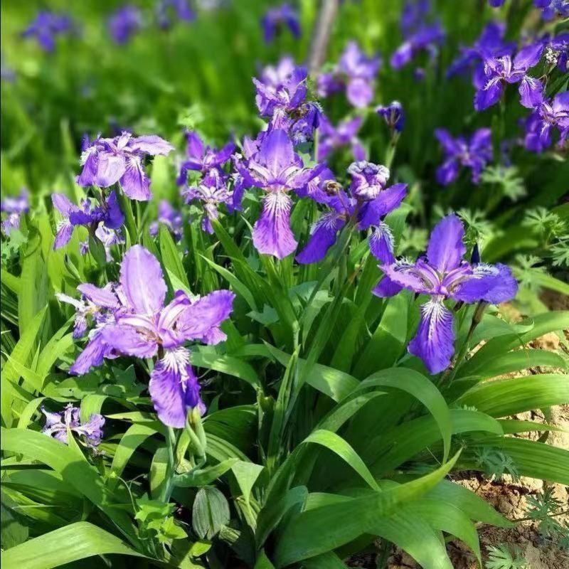 鸢尾花种蓝花鸢尾种子黄花鸢尾种籽兰花种孑蓝蝴蝶水生绿化扁