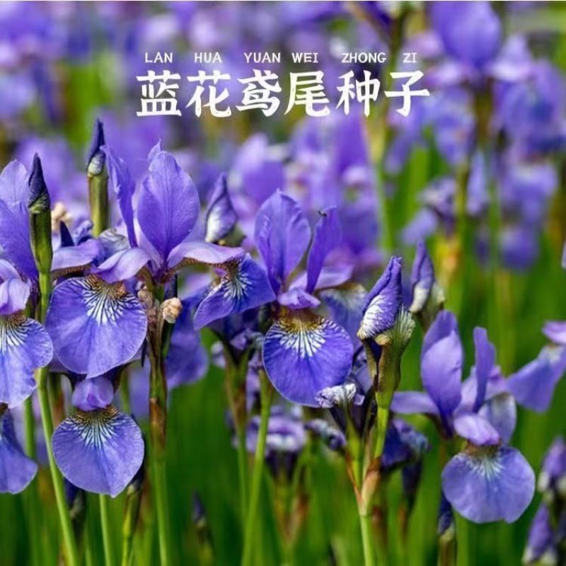 鸢尾花种蓝花鸢尾种子黄花鸢尾种籽兰花种孑蓝蝴蝶水生绿化扁