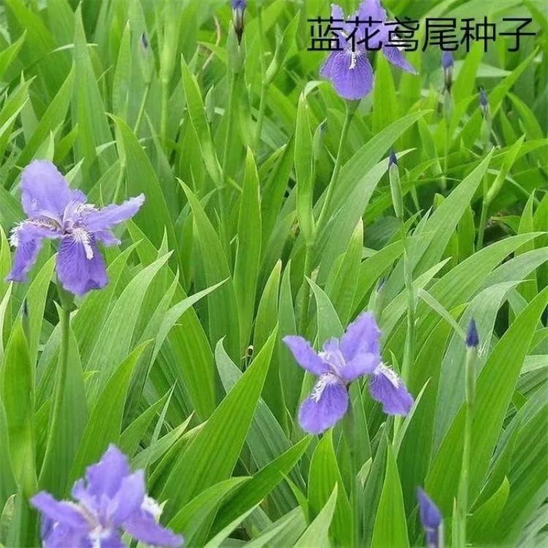 鸢尾花种蓝花鸢尾种子黄花鸢尾种籽兰花种孑蓝蝴蝶水生绿化扁