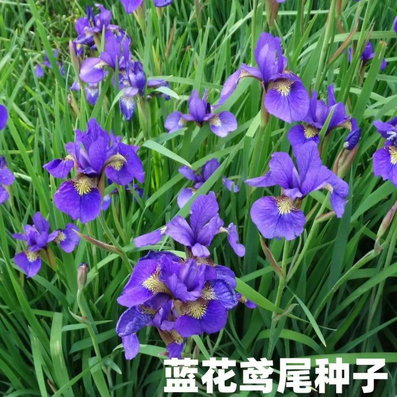 鸢尾花种蓝花鸢尾种子黄花鸢尾种籽兰花种孑蓝蝴蝶水生绿化扁