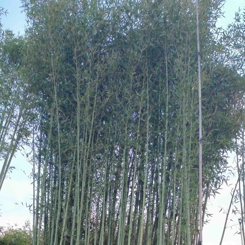 4-8米青皮竹