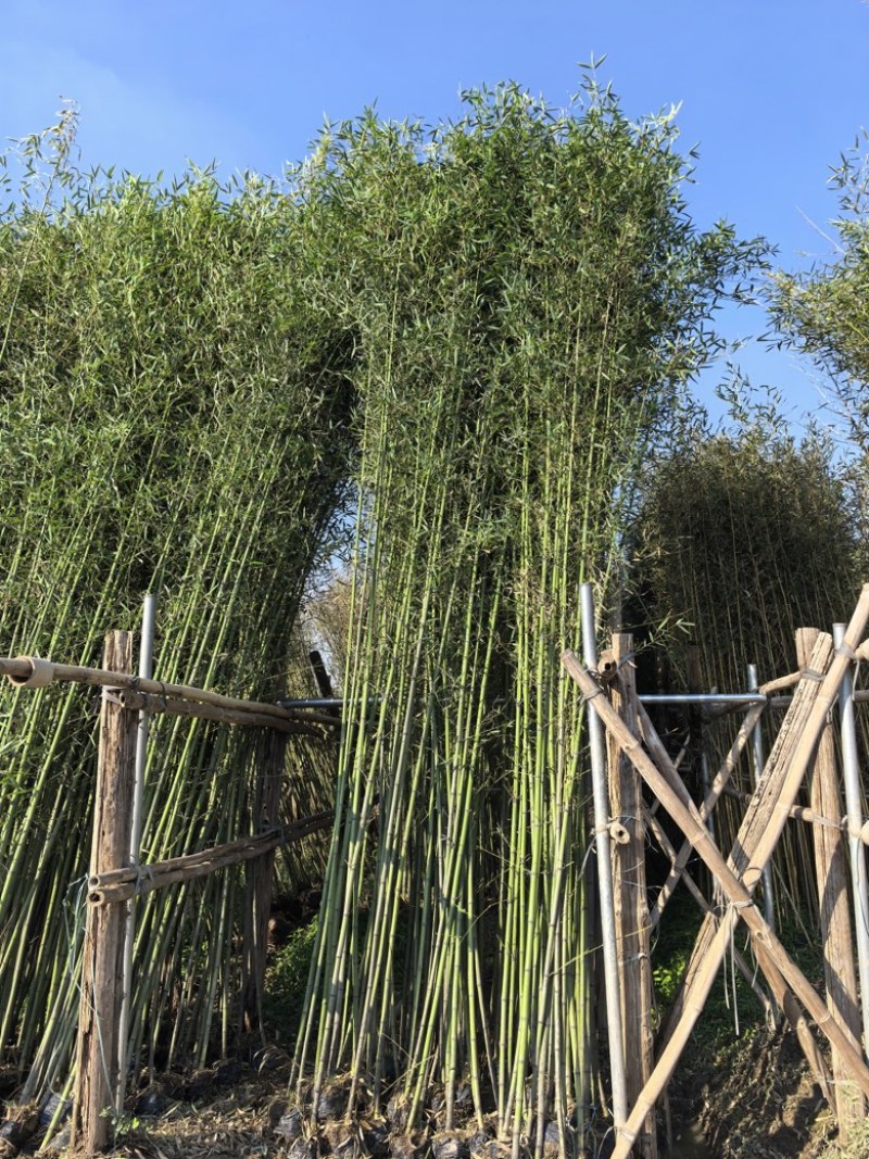 4-8米青皮竹
