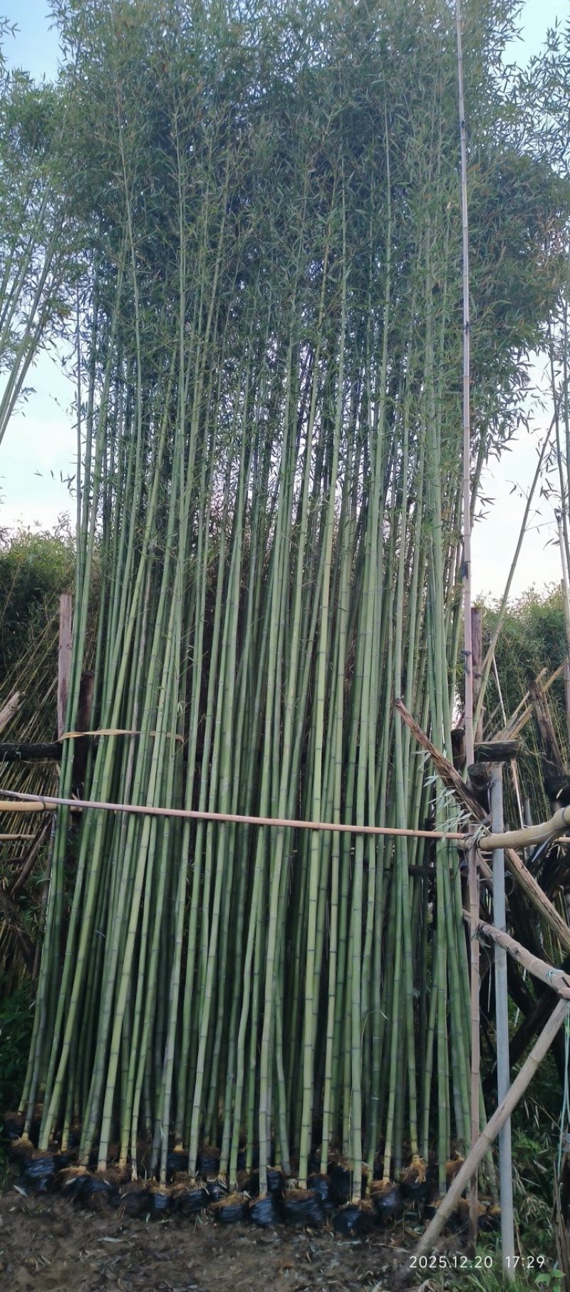 4-8米青皮竹
