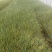 地被植物紫娇花120杯、1加仑基地有量，欢迎来一亩田订购