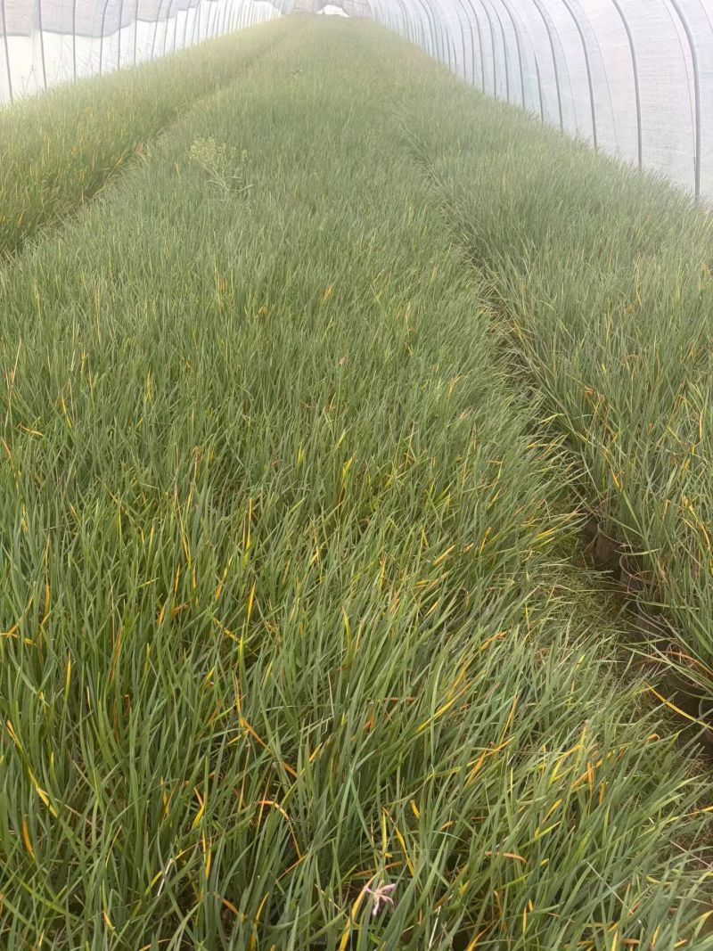 地被植物紫娇花120杯、1加仑基地有量，欢迎来一亩田订购