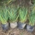 地被植物紫娇花120杯、1加仑基地有量，欢迎来一亩田订购
