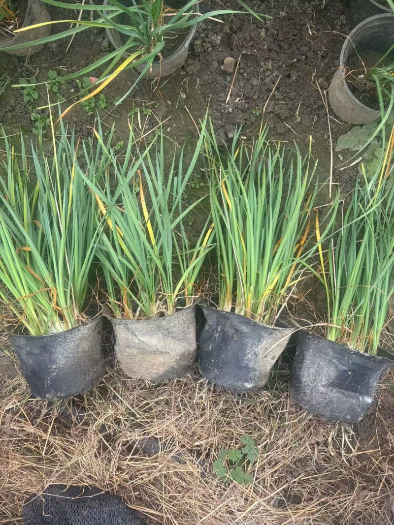 地被植物紫娇花120杯、1加仑基地有量，欢迎来一亩田订购