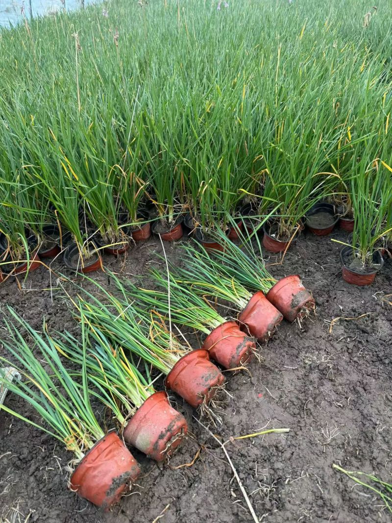 地被植物紫娇花120杯、1加仑基地有量，欢迎来一亩田订购