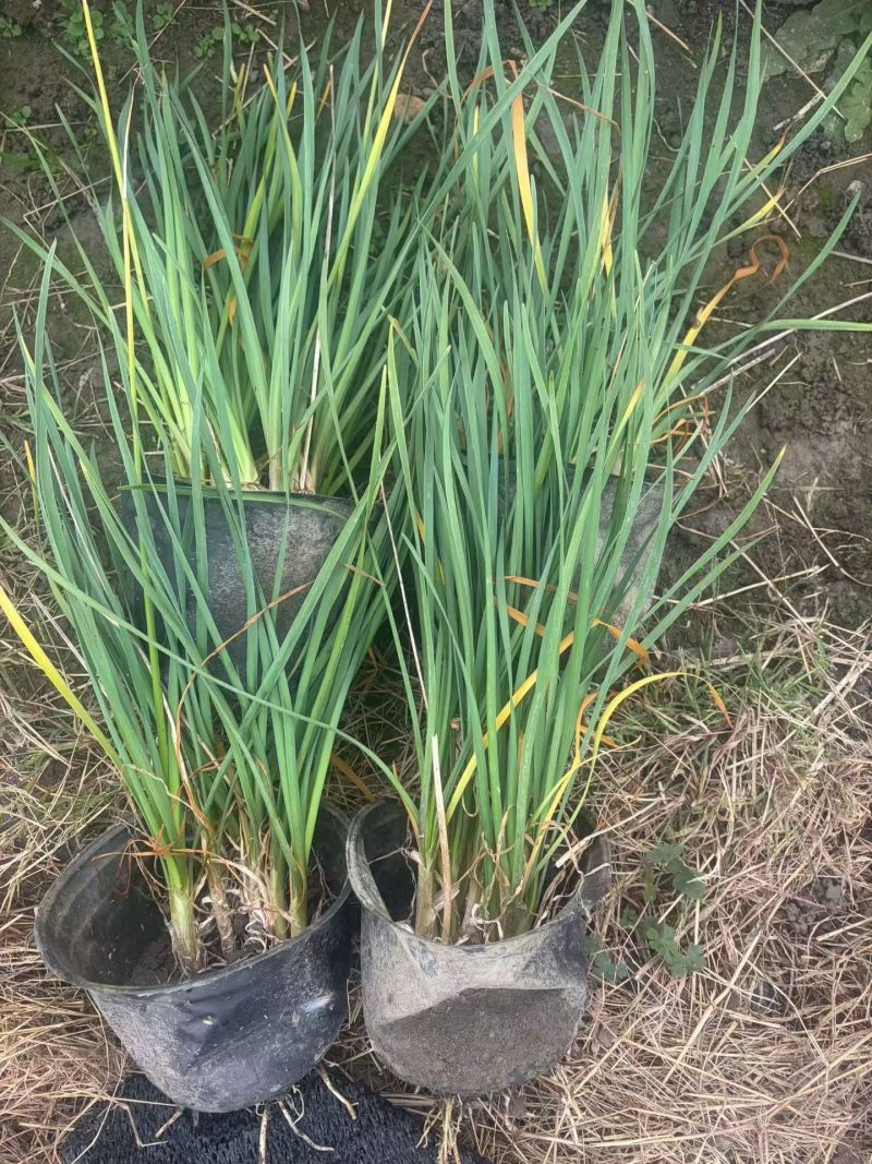 地被植物紫娇花120杯、1加仑基地有量，欢迎来一亩田订购