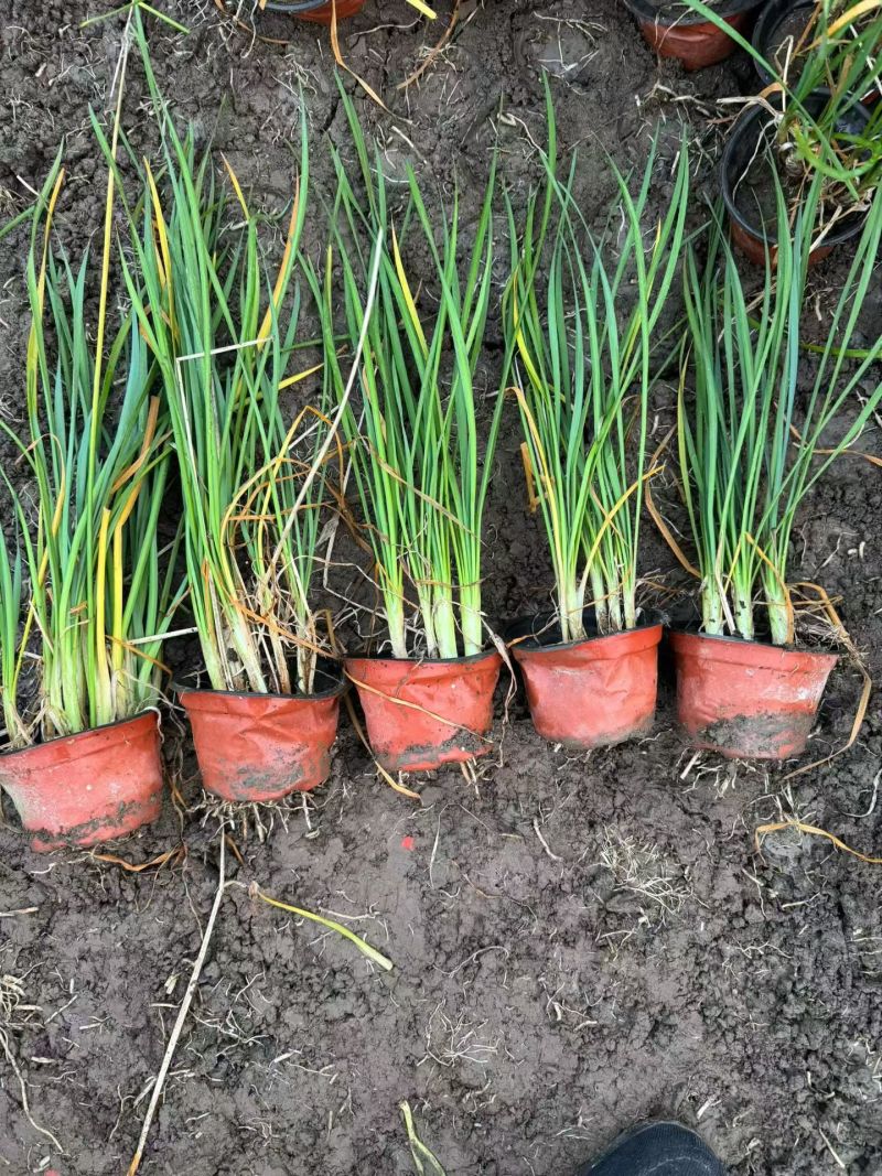 地被植物紫娇花120杯、1加仑基地有量，欢迎来一亩田订购