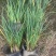 地被植物紫娇花120杯、1加仑基地有量，欢迎来一亩田订购