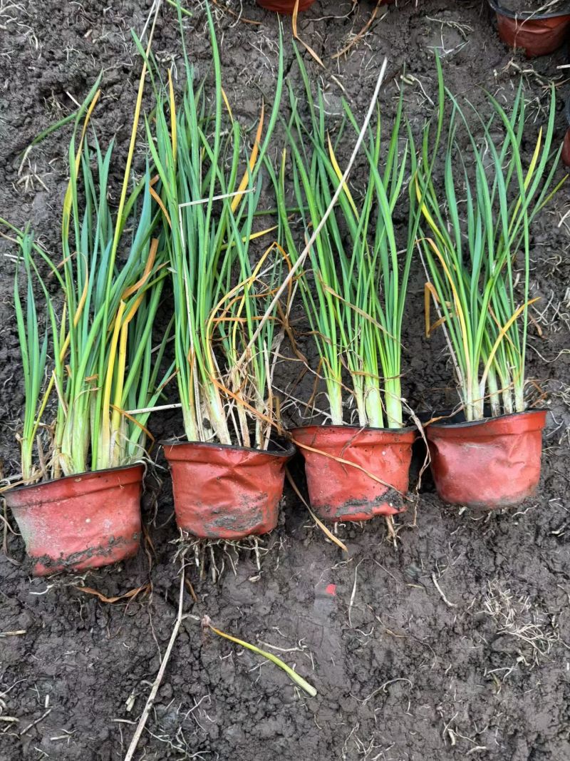 地被植物紫娇花120杯、1加仑基地有量，欢迎来一亩田订购