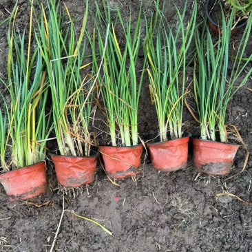 地被植物紫娇花120杯、1加仑基地有量，欢迎来一亩田订购