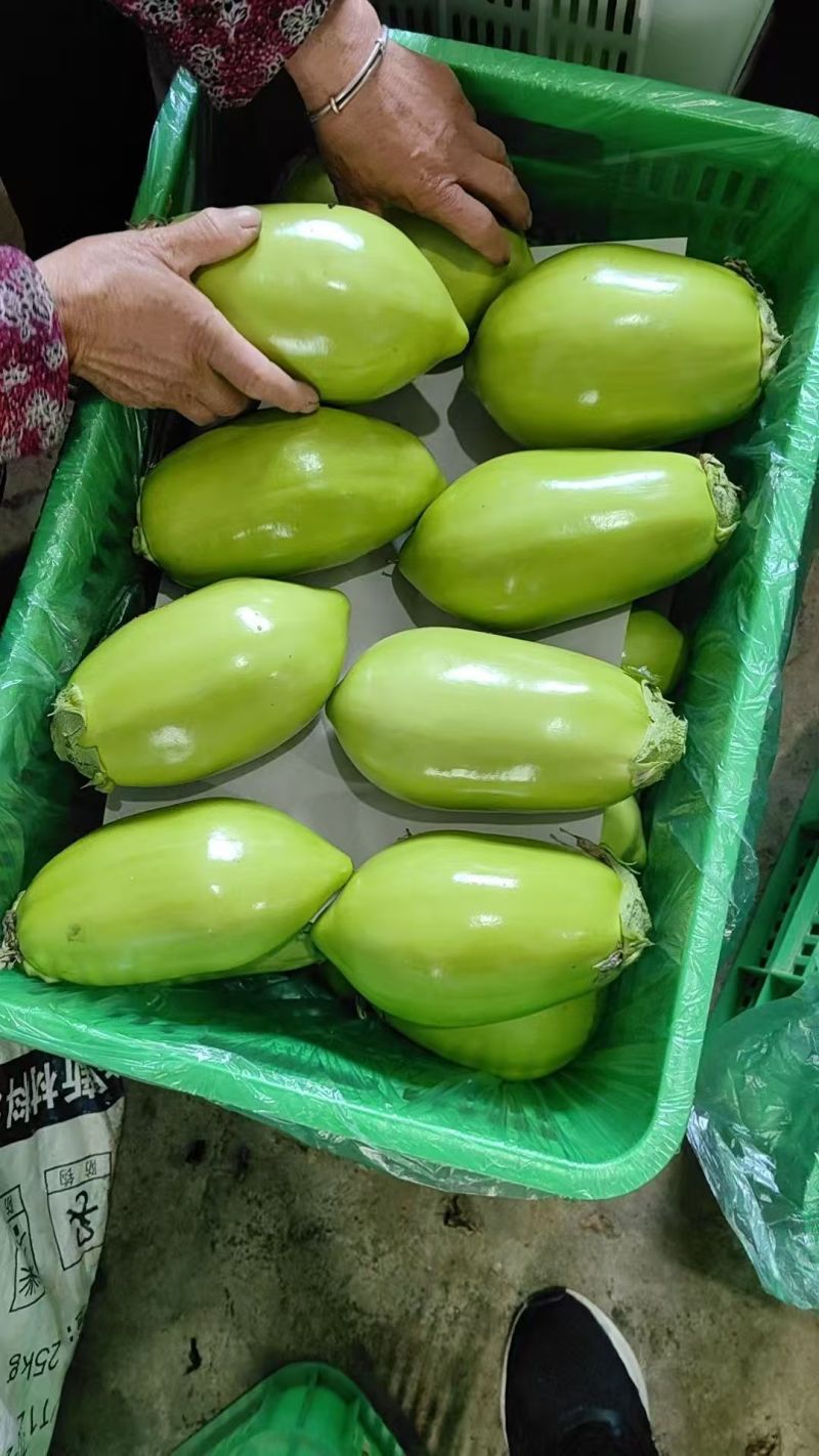 绿茄子产地直发量大稳定可靠批发商超市场批发精品高通口感好