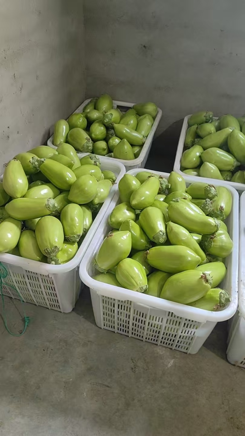 绿茄子产地直发量大稳定可靠批发商超市场批发精品高通口感好