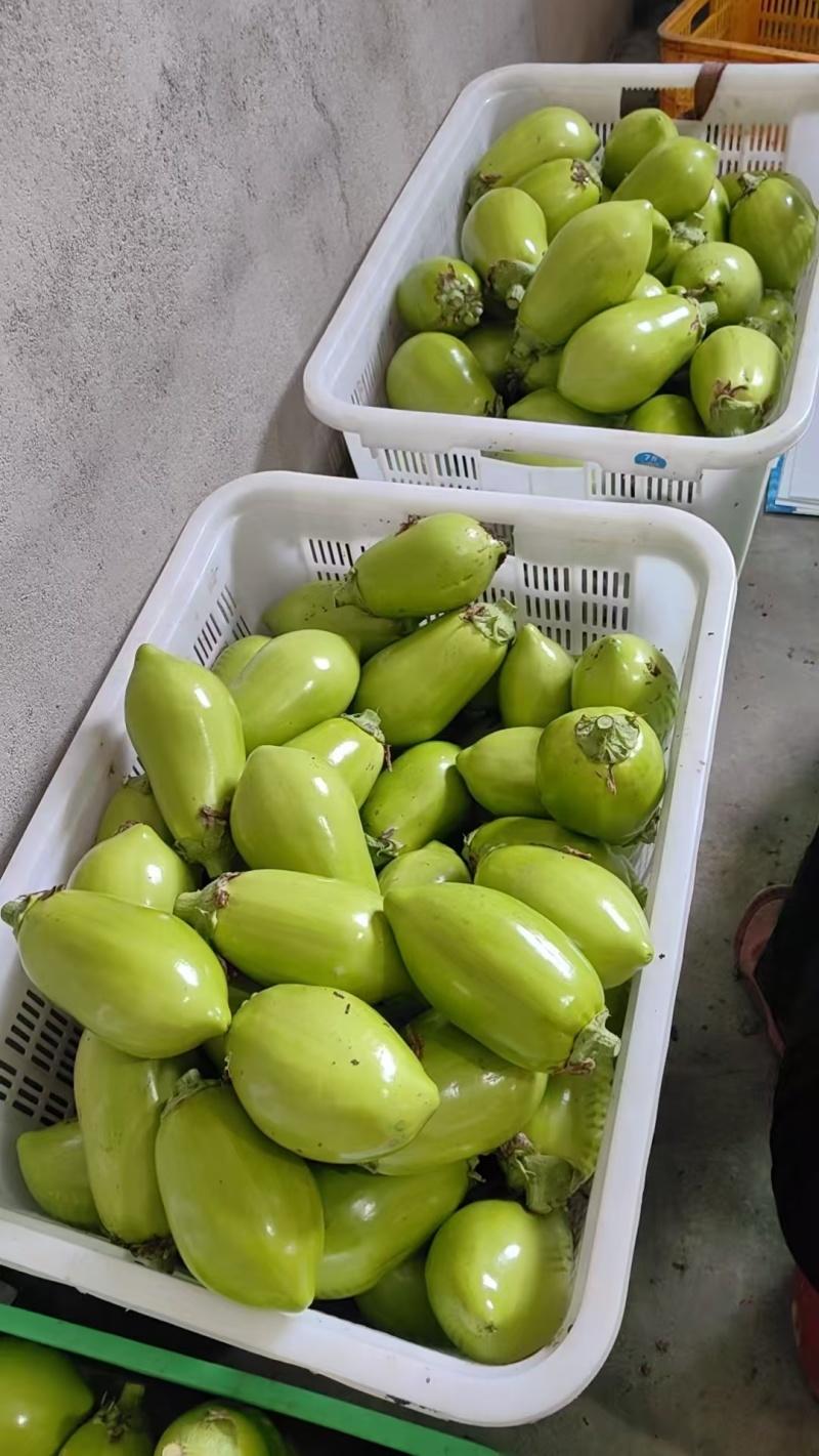 绿茄子产地直发量大稳定可靠批发商超市场批发精品高通口感好
