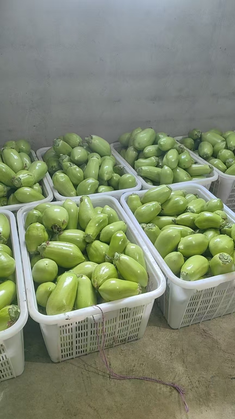 绿茄子产地直发量大稳定可靠批发商超市场批发精品高通口感好