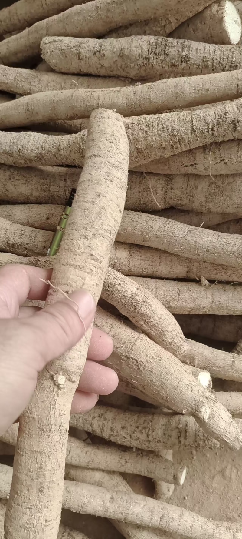 牛大力