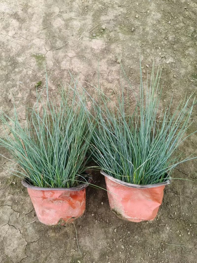 水生植物蓝羊茅120杯、1加仑，基在有量，欢迎来一亩田订