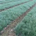 水生植物蓝羊茅120杯、1加仑，基在有量，欢迎来一亩田订