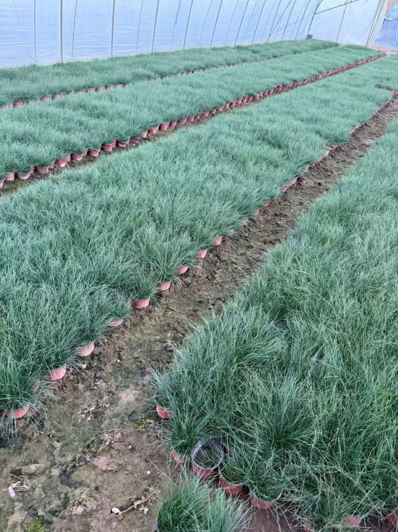 水生植物蓝羊茅120杯、1加仑，基在有量，欢迎来一亩田订