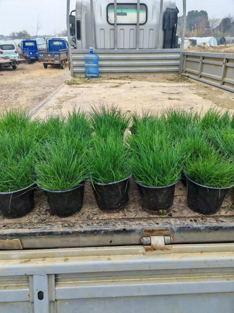 水生植物蓝羊茅120杯、1加仑，基在有量，欢迎来一亩田订
