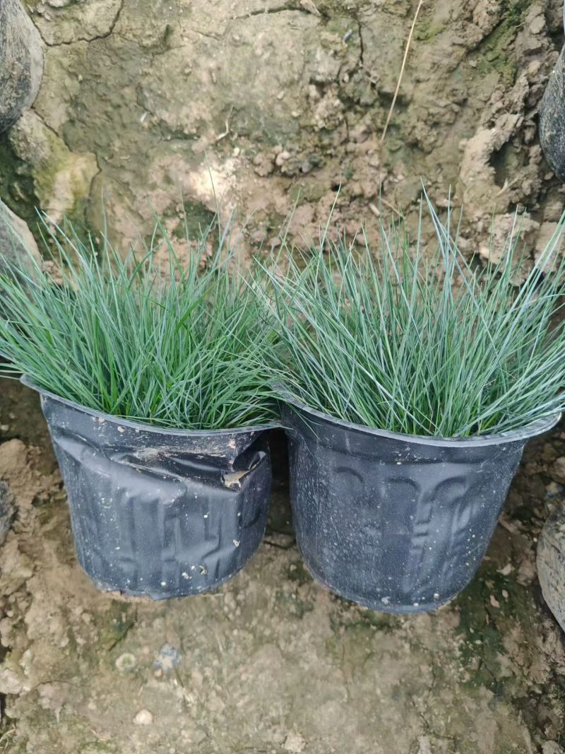 水生植物蓝羊茅120杯、1加仑，基在有量，欢迎来一亩田订