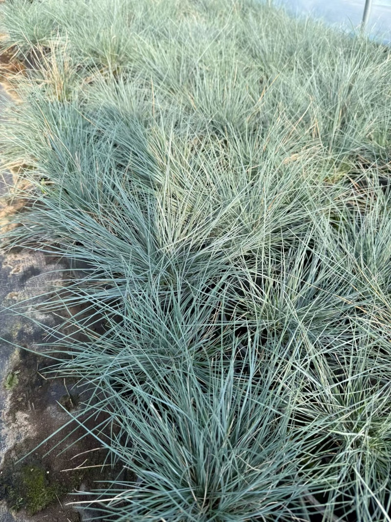 水生植物蓝羊茅120杯、1加仑，基在有量，欢迎来一亩田订