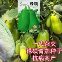 绿硕青皮茄种籽早熟大果青色矮茄抗病强西安绿茄种子大田种
