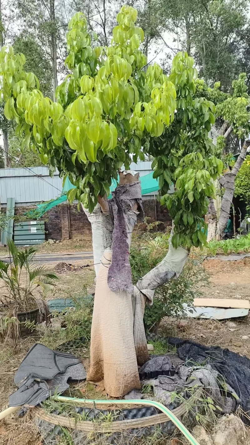 增城进奉树
