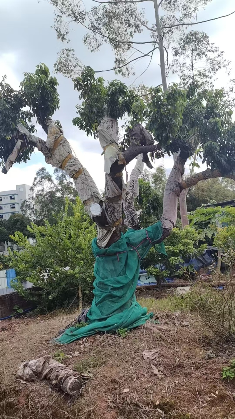 增城进奉树