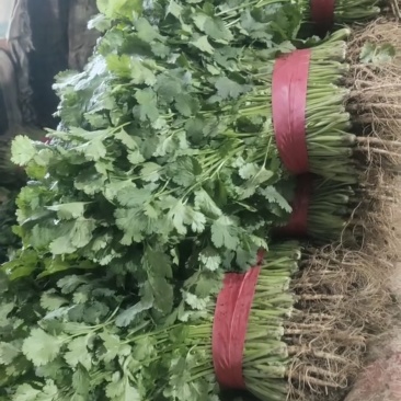 精品香菜，颜色好，对接全国各大批发市场，档口
