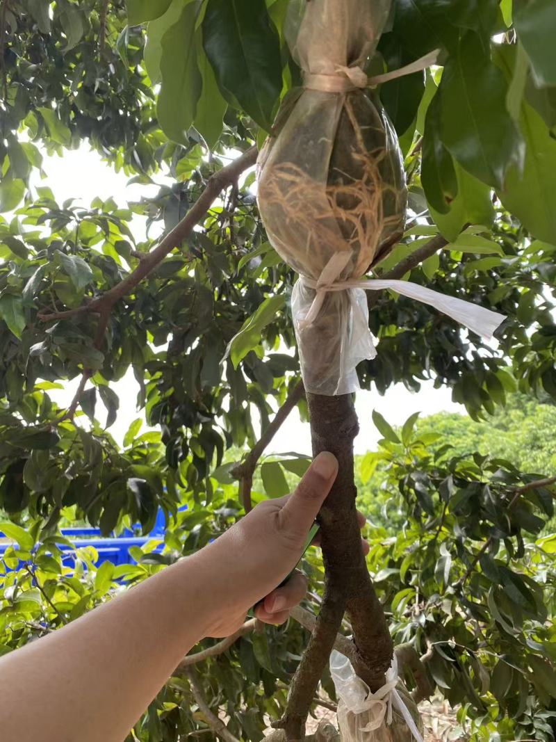增城仙进奉