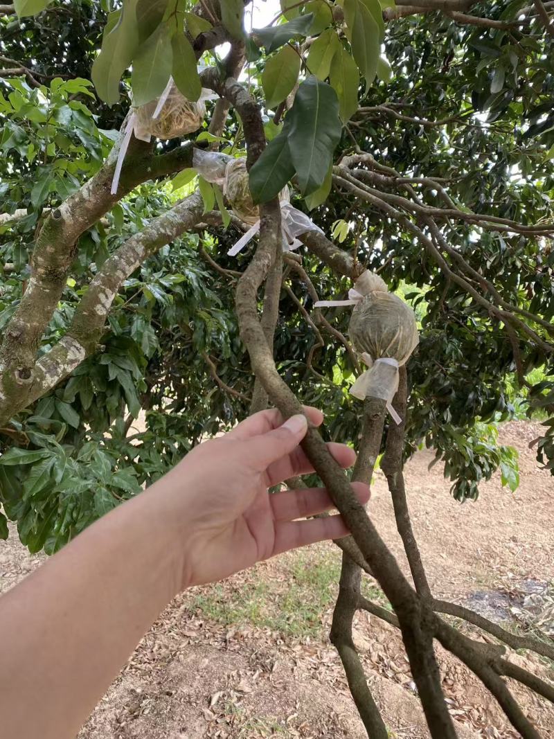 增城仙进奉